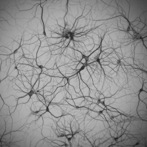 rhizomes.xyz